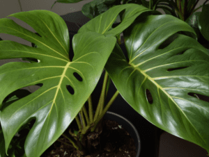 Philodendron Philodendron spp