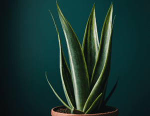 Snake Plant Sansevieria