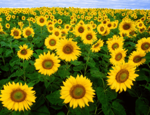 Sunflowers Helianthus annuus