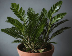 ZZ Plant Zamioculcas zamiifolia