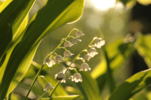 yellowing leaves of Lily of the Valley