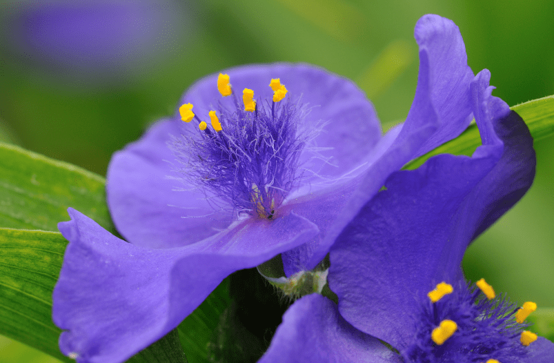 spiderwort