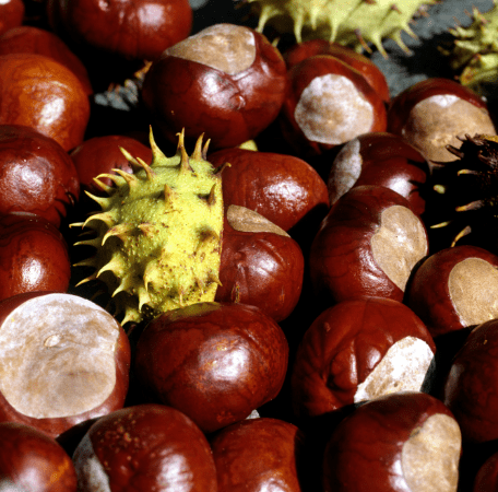 Aesculus