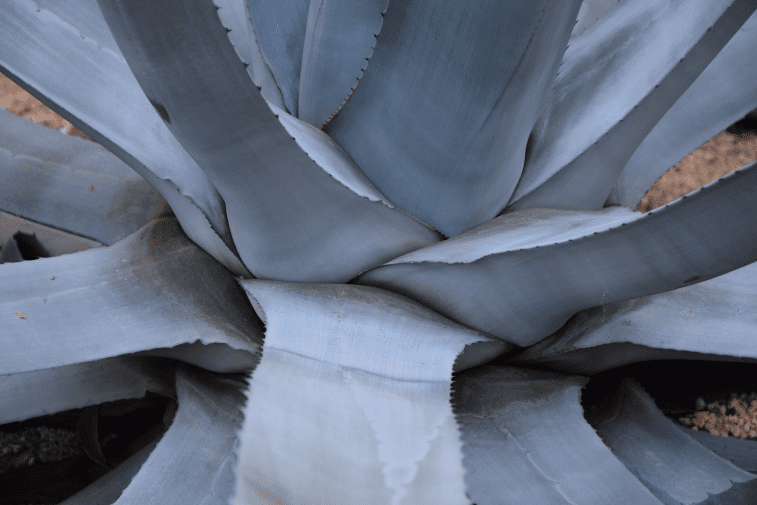 Agave americana Agave americana