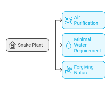 Benefits of Having a Snake Plant Benefits of Having a Snake Plant