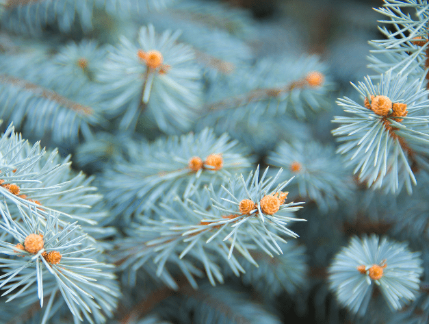 Blue Spruce Blue Spruce