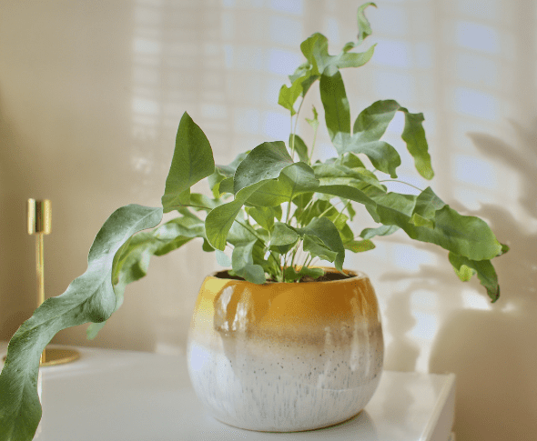 Blue Star Fern Blue Star Fern