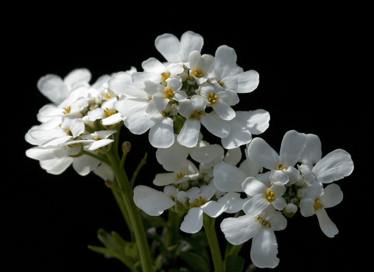 Candytuft Companion Plants