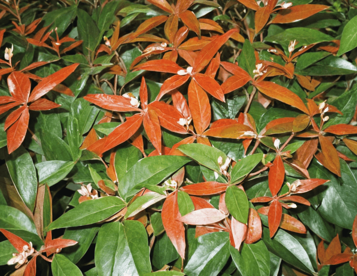 Coastal Leucothoe