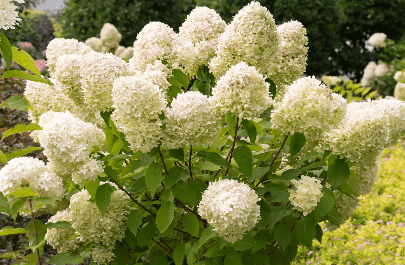 Drought Tolerant Hydrangeas