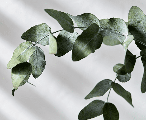 Eucalyptus (Eucalyptus cinerea) Eucalyptus (Eucalyptus cinerea)