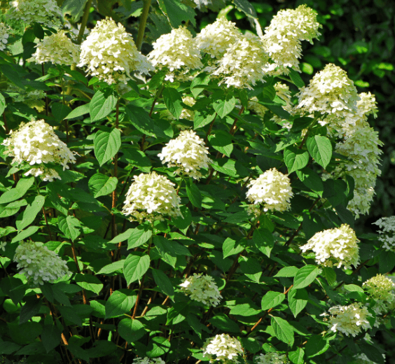 Hydrangea Paniculata