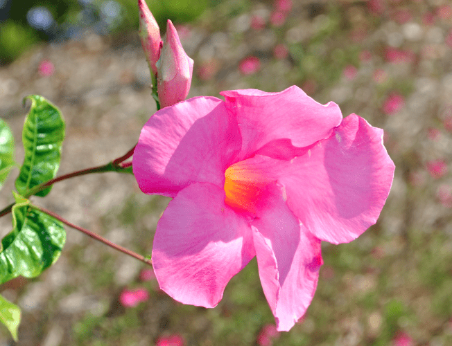 Mandevilla boliviensis