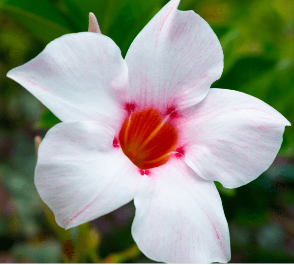 Mandevilla laxa Chilean Jasmine