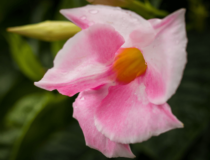 Mandevilla sanderi Brazilian Jasmine