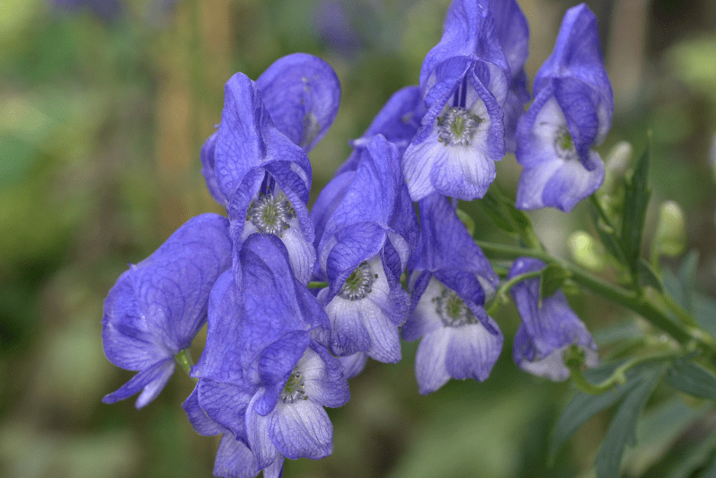 Monkshood