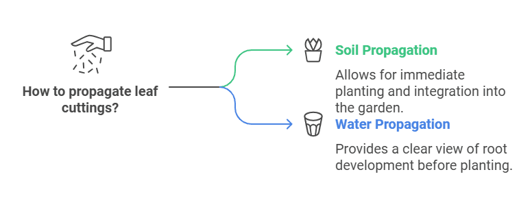 Propagating Snake Plant by leaf cuttings method Propagating Snake Plant by leaf cuttings method