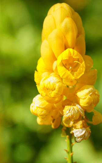 Senna didymobotrya Senna didymobotrya