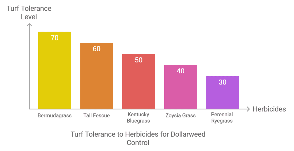 Turf Tolerance to Herbicides for Dollar weed Control