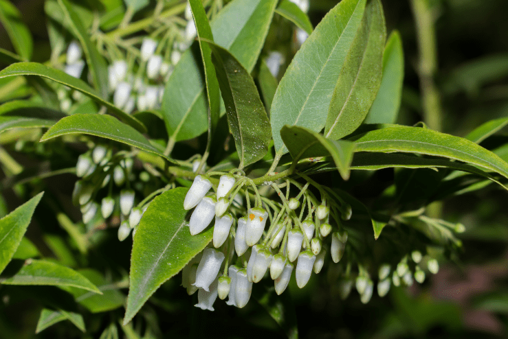 leucothoe axillaris