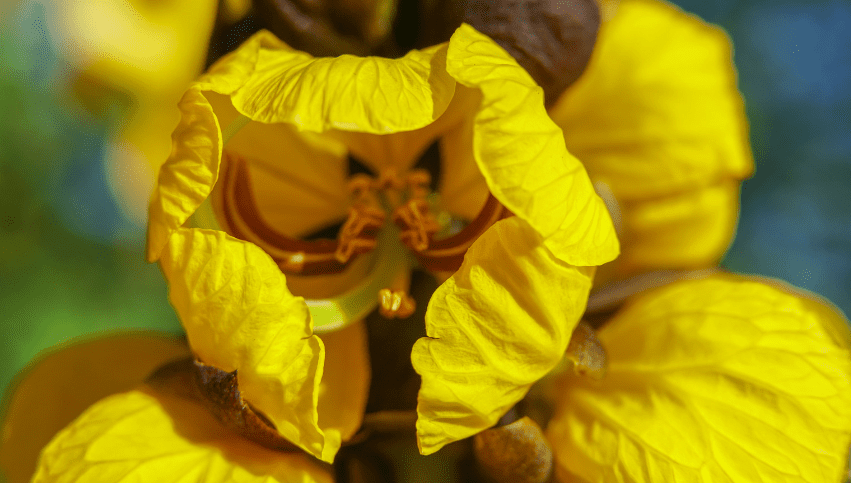 popcorn plant popcorn plant