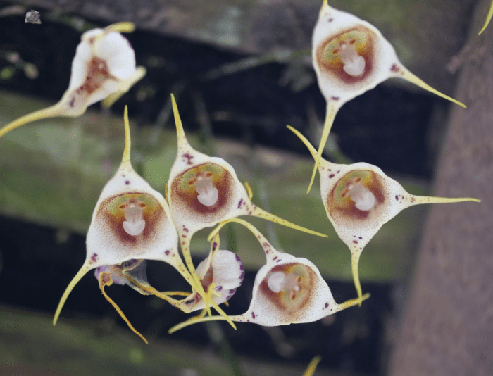 Monkey Orchid