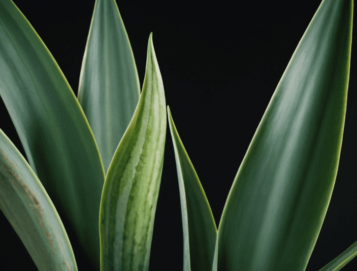 Sansevieria Futura Superba