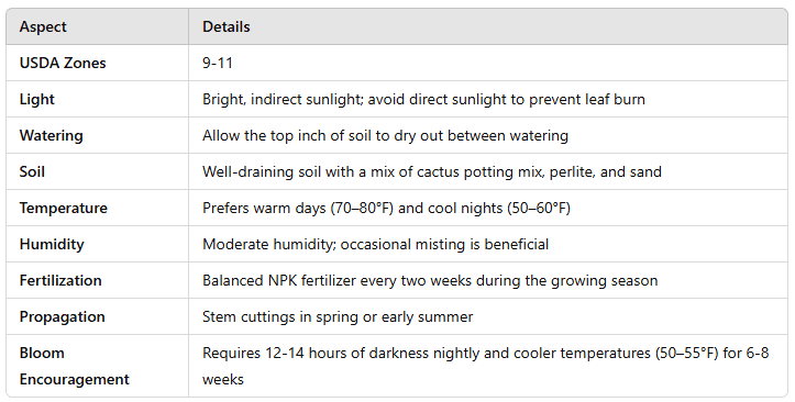 Care and Maintenance of Thanksgiving Cactus Care and Maintenance of Thanksgiving Cactus