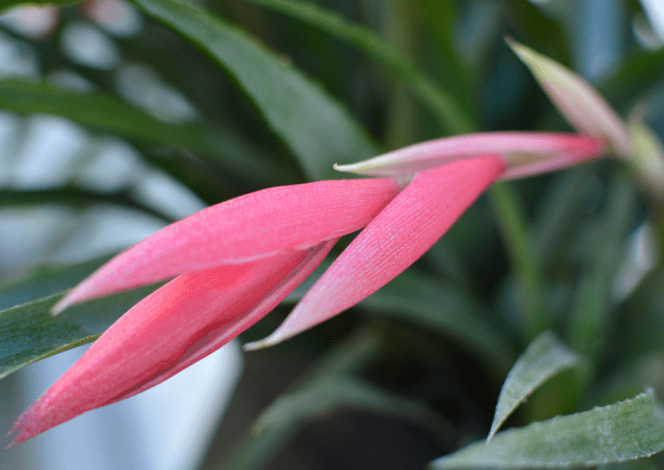 Queens Tears Plant