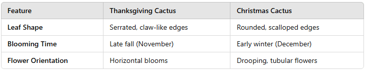 Thanksgiving Cactus Vs Christmas Cactus Thanksgiving Cactus Vs Christmas Cactus
