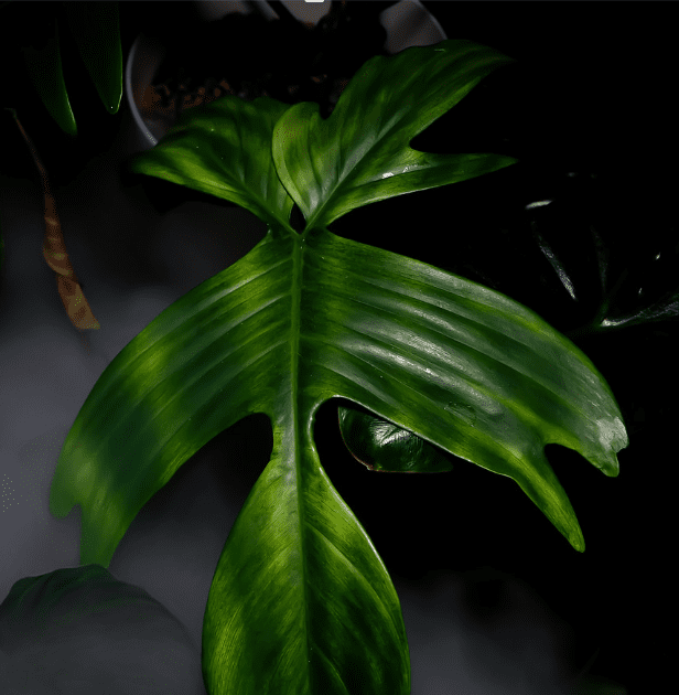 Philodendron Florida Ghost Philodendron Florida Ghost