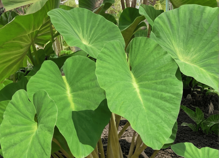 Elephant Ear Plants Elephant Ear Plants