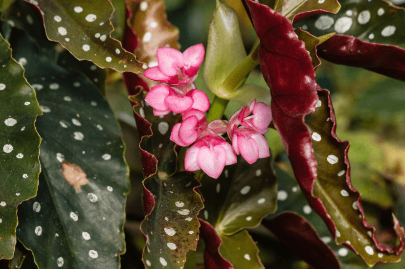 Angel Wing Begonia Angel Wing Begonia