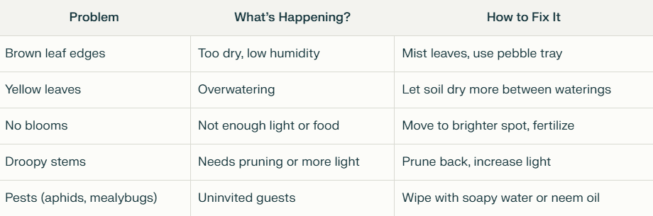 Common Angel Wing Begonia Problems Common Angel Wing Begonia Problems