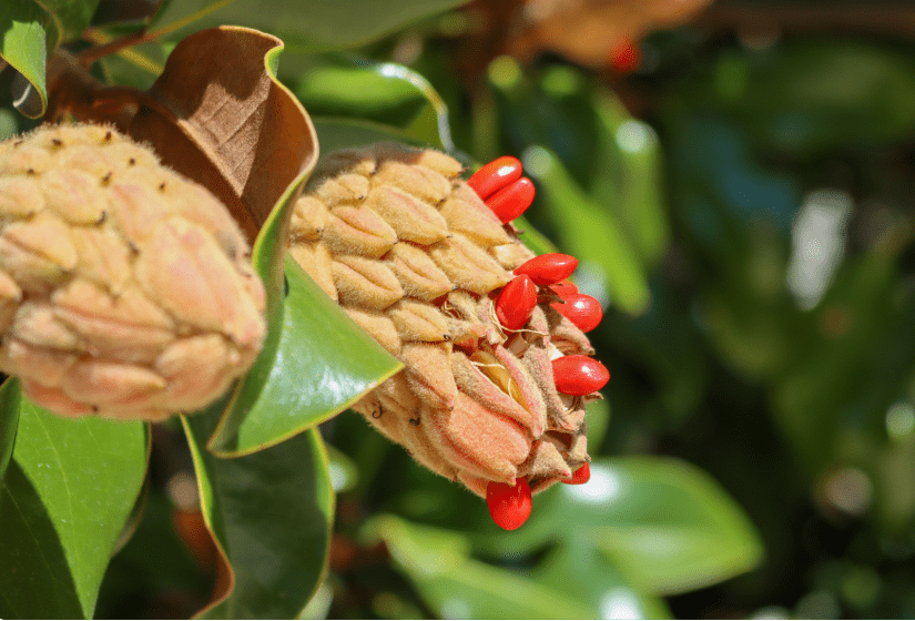 Magnolia Seed Pod Magnolia Seed Pod