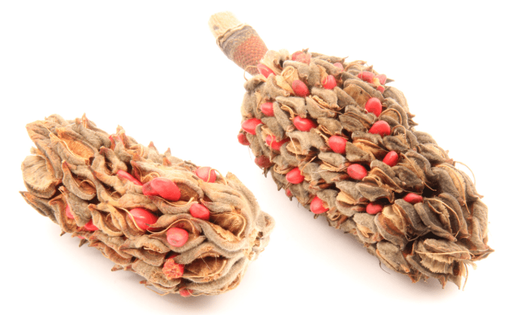 Magnolia seeds in a pod Bright red magnolia seeds emerging from a brown cone-like seed pod