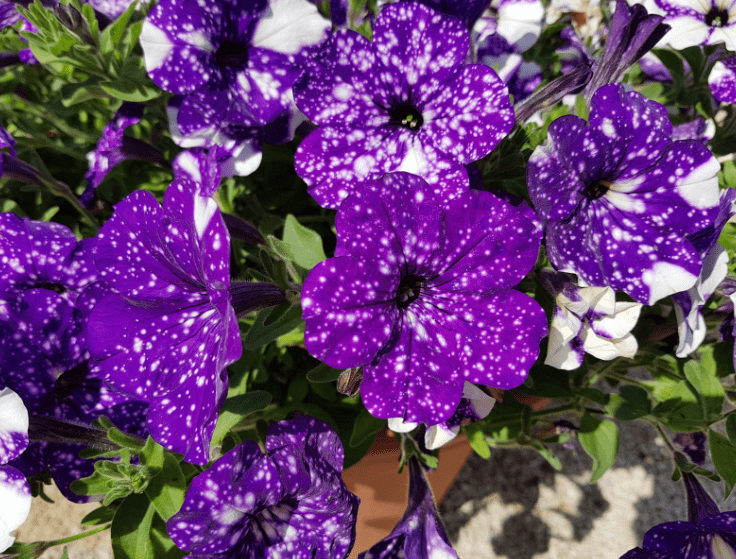 Night Sky Petunia Night Sky Petunia