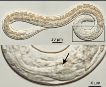Steinernema carpocapsae Steinernema carpocapsae
