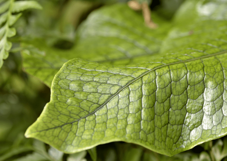 crocodile fern care crocodile fern care