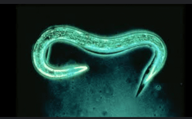 steinernema feltiae steinernema feltiae