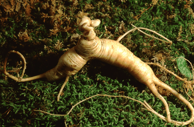 American Ginseng American Ginseng