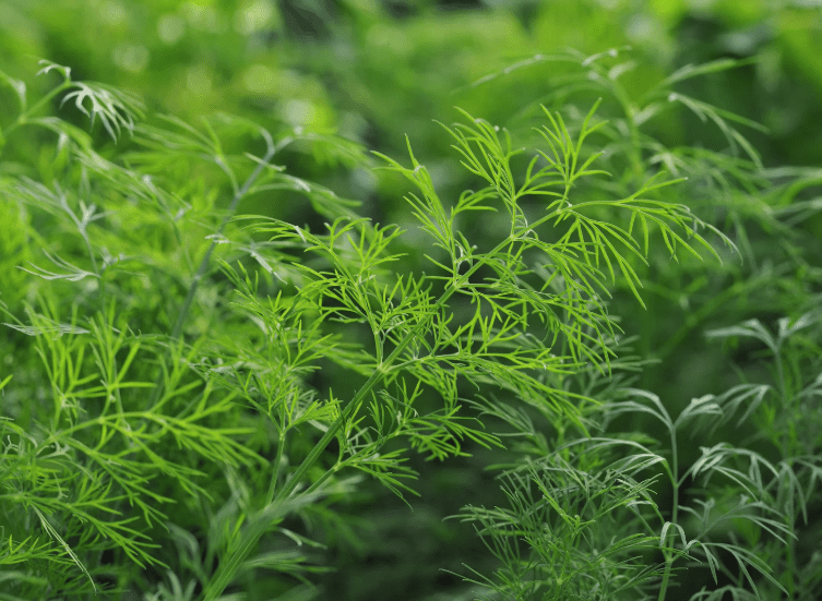 Growing Dill Growing Dill