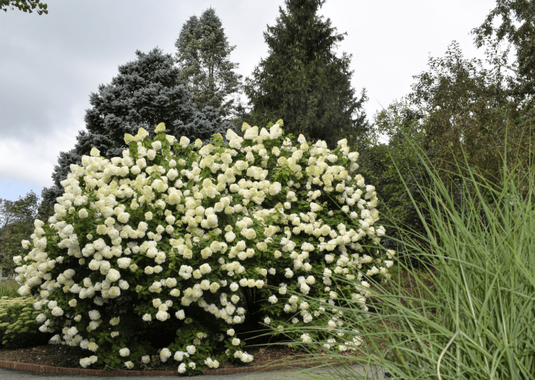 Hydrangea Tree Hydrangea Tree