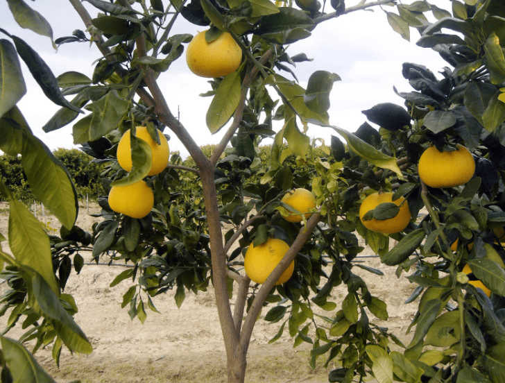 red grapefruit trees red grapefruit trees