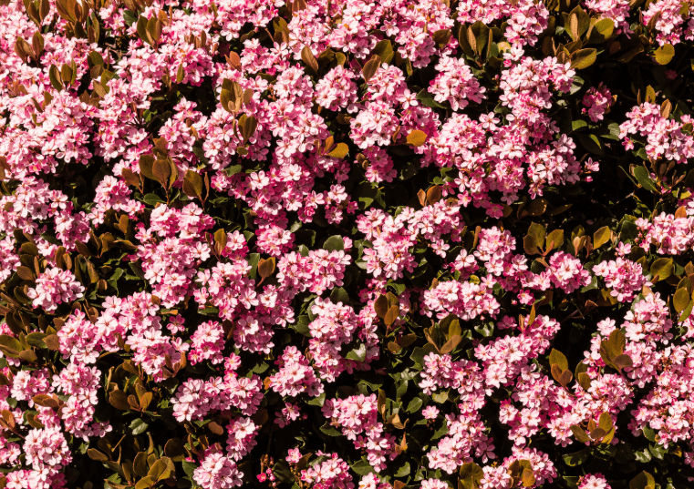 Indian Hawthorn bushes Indian Hawthorn bushes