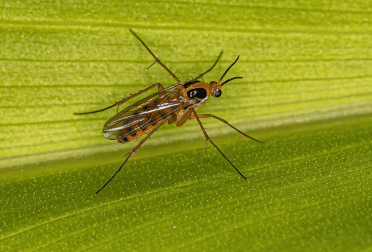 How To Get Rid Of Gnats How To Get Rid Of Gnats