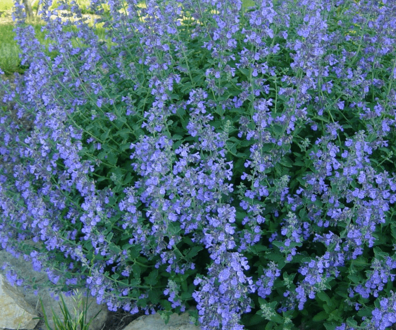 50 Seeds BLUE CATMINT Nepeta Mussinii Flower Herb Seeds BLUE CATMINT Nepeta Mussinii Flower Herb Seeds