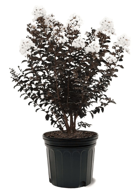 Black Diamond Crape Myrtle Tree (Crystalline White, 7 gal.) Black Diamond Crape Myrtle Tree (Crystalline White, 7 gal.)