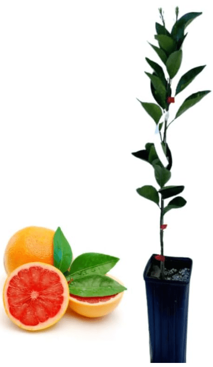 Live Ruby Red Grapefruit Tree Plant, 1 to 3 Ft Tall in Pot, Sweet Pomelo Tree for Planting Live Ruby Red Grapefruit Tree Plant, 1 to 3 Ft Tall in Pot, Sweet Pomelo Tree for Planting