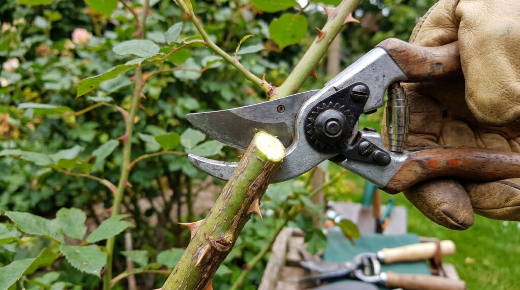 A close-up image of rose pruning scissors cutting a rose stem, showing the right tool for pruning, deadheading, and maintaining healthy rose bushes. Rose pruning scissors cutting a rose stem in the garden